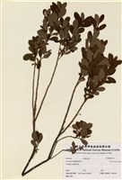 藏品(篤斯越橘)的圖片